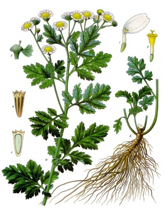 % Mutterkraut bio